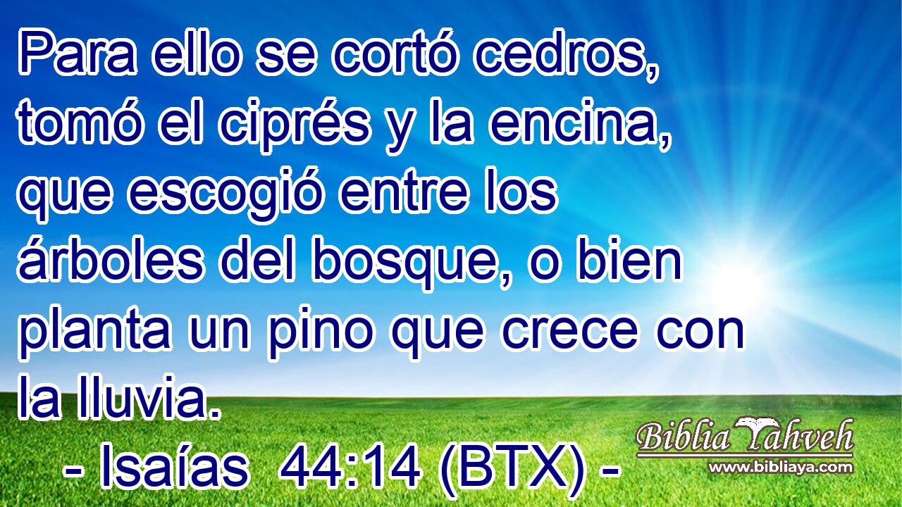 Para ello se cortó cedros, tomó el ciprés y la encina, que escogió entre los árboles del bosque, o bien planta un pino que crece con la lluvia.