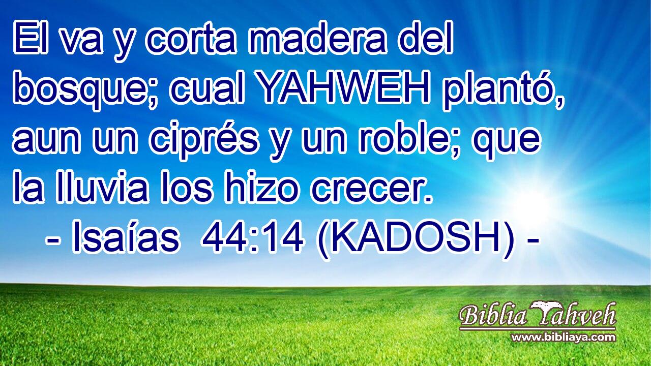  El va y corta madera del bosque; cual YAHWEH plantó, aun un ciprés y un roble; que la lluvia los hizo crecer. 
