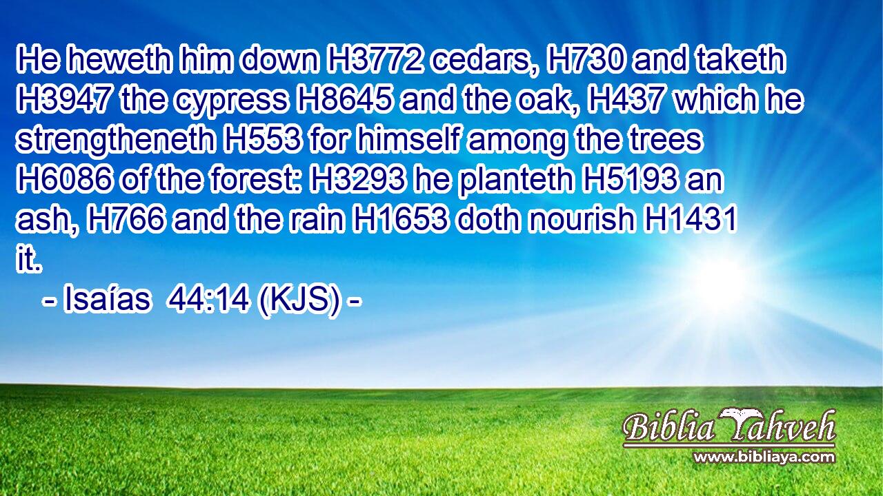 He heweth him down H3772 cedars, H730 and taketh H3947 the cypress H8645 and the oak, H437 which he strengtheneth H553 for himself among the trees H6086 of the forest: H3293 he planteth H5193 an ash, H766 and the rain H1653 doth nourish H1431 it.