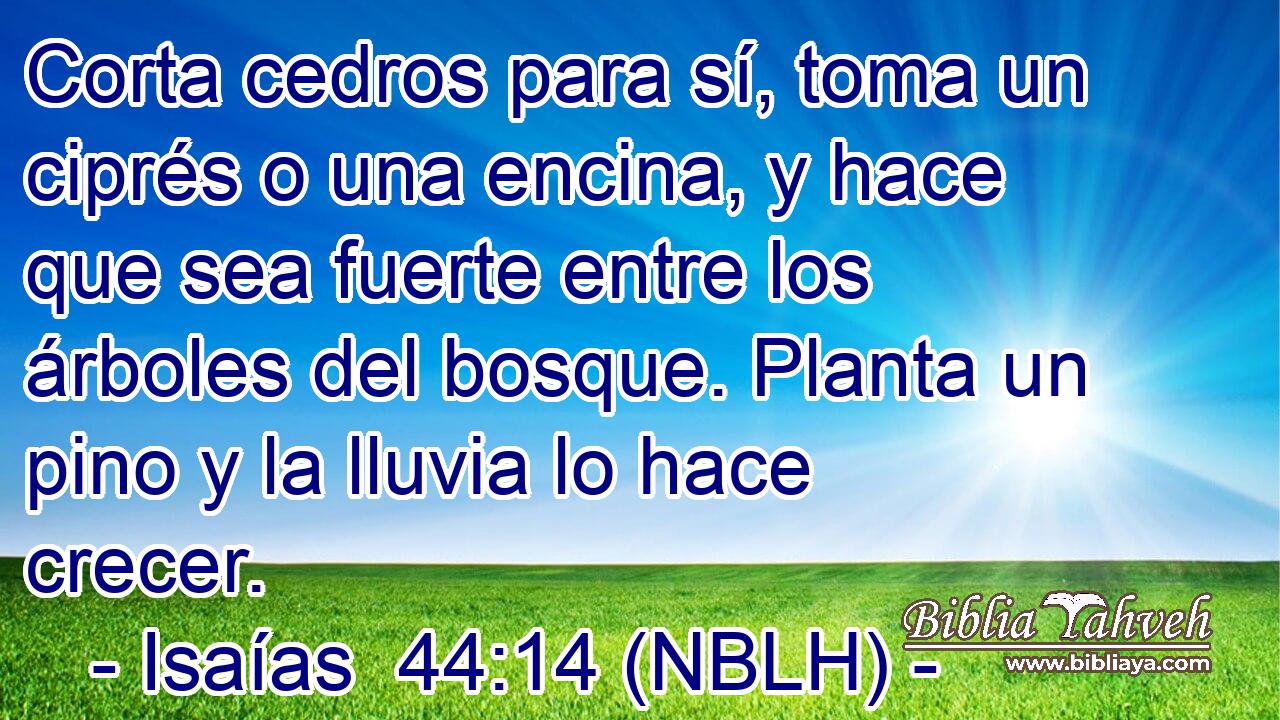  Corta cedros para sí, toma un ciprés o una encina, y hace que sea fuerte entre los árboles del bosque. Planta un pino y la lluvia lo hace crecer. 