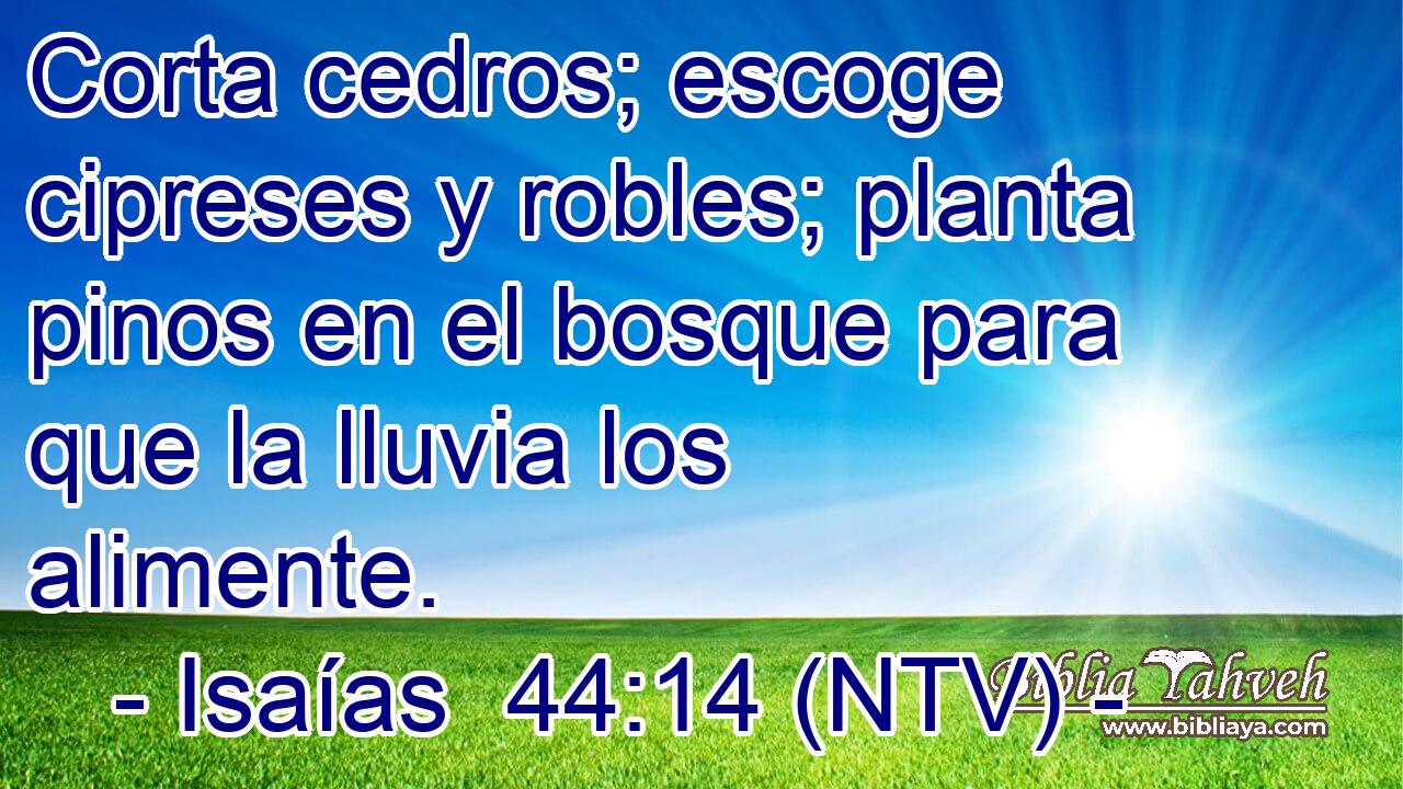 Corta cedros; escoge cipreses y robles; planta pinos en el bosque para que la lluvia los alimente.