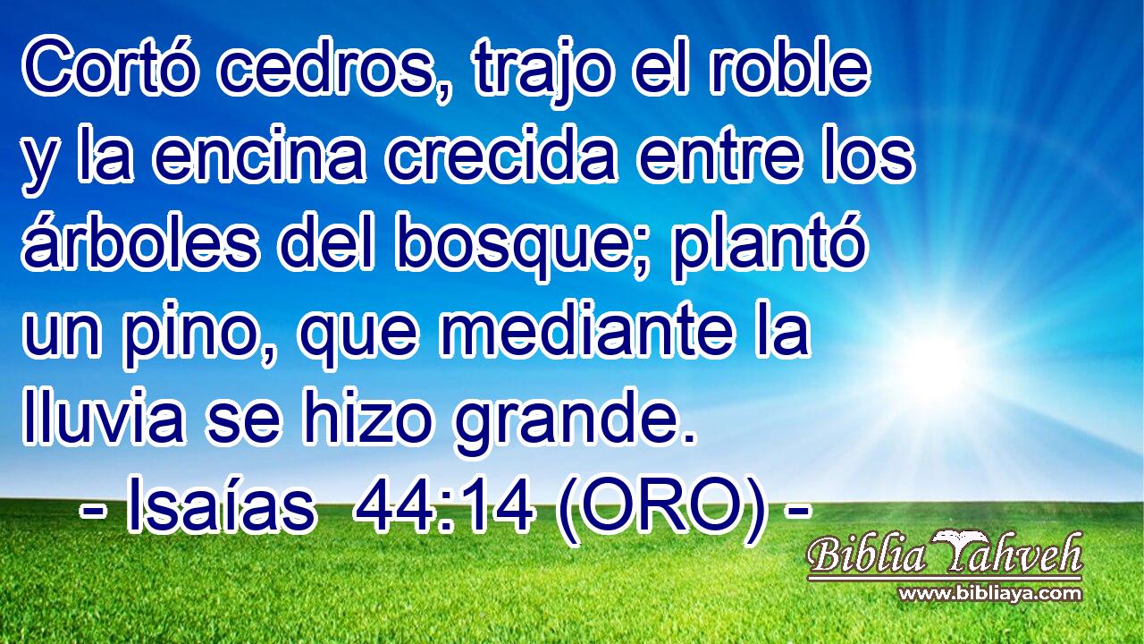  Cortó cedros, trajo el roble y la encina crecida entre los árboles del bosque; plantó un pino, que mediante la lluvia se hizo grande. 