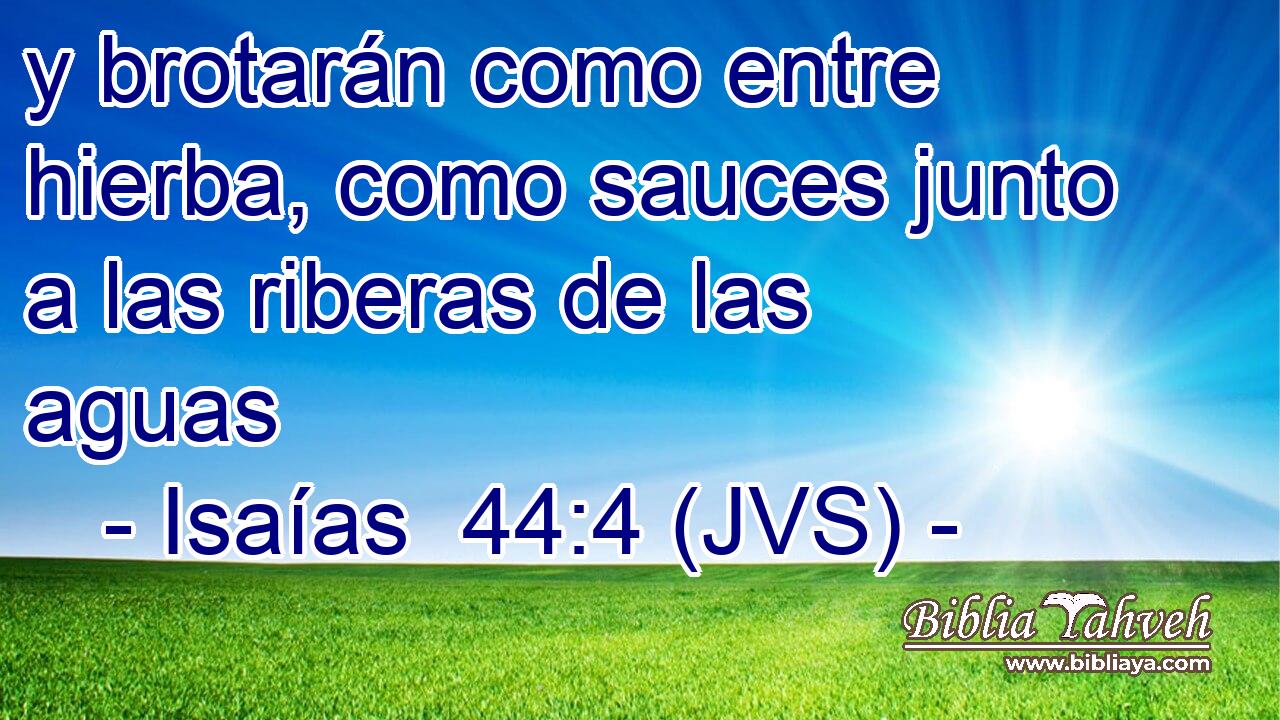y brotarán como entre hierba, como sauces junto a las riberas de las aguas