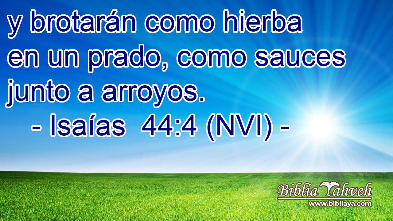 y brotarán como hierba en un prado, como sauces junto a arroyos. 