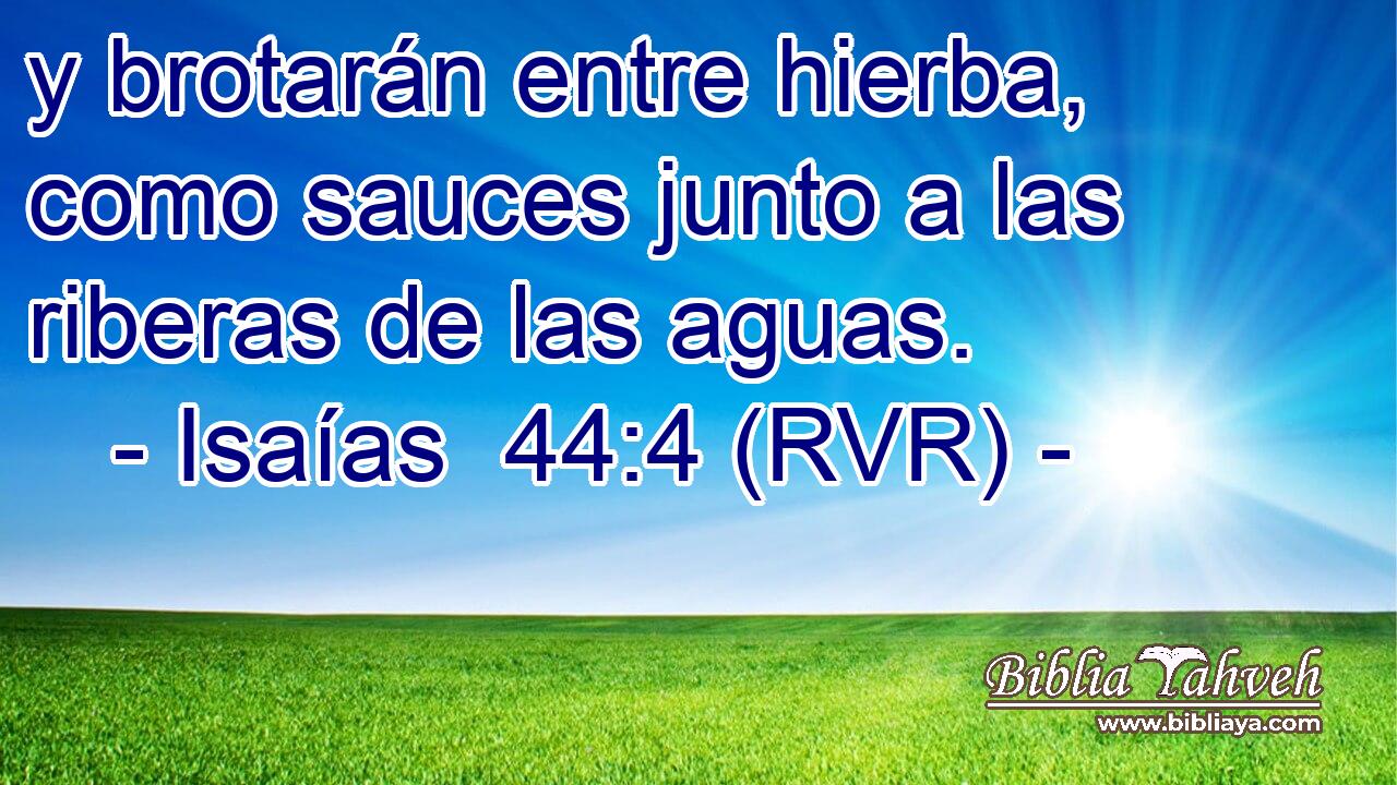 y brotarán entre hierba, como sauces junto a las riberas de las aguas.