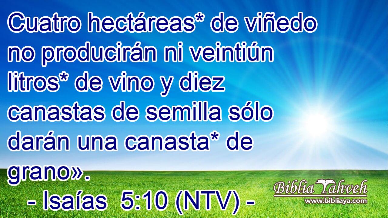 Cuatro hectáreas* de viñedo no producirán ni veintiún litros* de vino y diez canastas de semilla sólo darán una canasta* de grano».