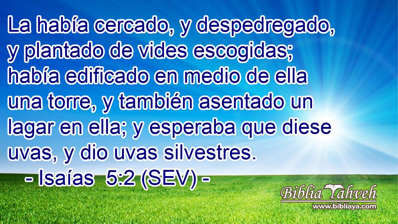 La había cercado, y despedregado, y plantado de vides escogidas; había edificado en medio de ella una torre, y también asentado un lagar en ella; y esperaba que diese uvas, y dio uvas silvestres.
