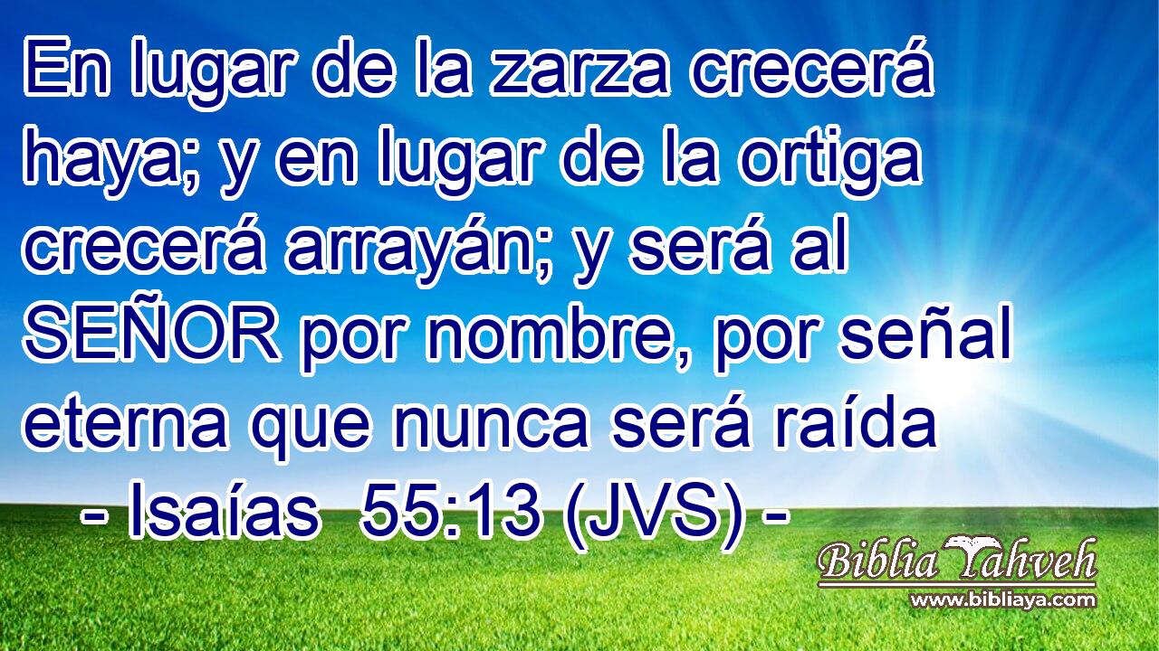 En lugar de la zarza crecerá haya; y en lugar de la ortiga crecerá arrayán; y será al SEÑOR por nombre, por señal eterna que nunca será raída