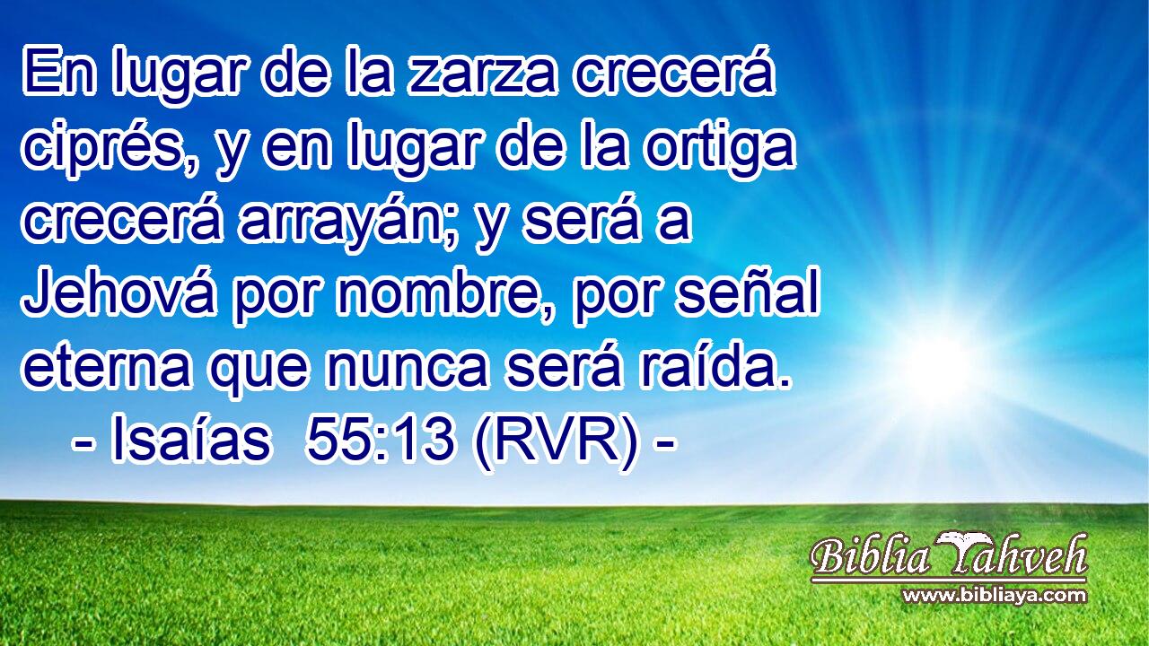 En lugar de la zarza crecerá ciprés, y en lugar de la ortiga crecerá arrayán; y será a Jehová por nombre, por señal eterna que nunca será raída.