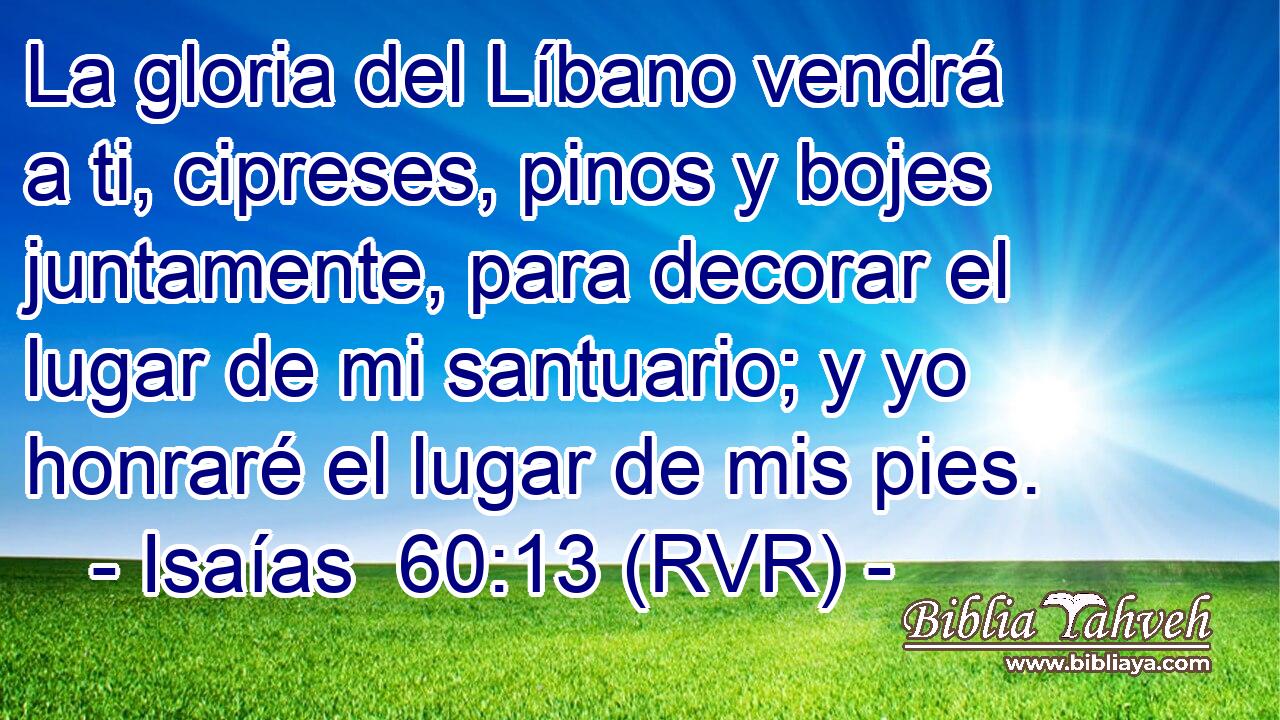 La gloria del Líbano vendrá a ti, cipreses, pinos y bojes juntamente, para decorar el lugar de mi santuario; y yo honraré el lugar de mis pies.