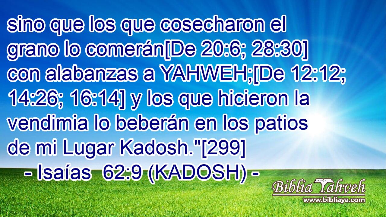  sino que los que cosecharon el grano lo comerán[De 20:6; 28:30] con alabanzas a YAHWEH;[De 12:12; 14:26; 16:14] y los que hicieron la vendimia lo beberán en los patios de mi Lugar Kadosh.