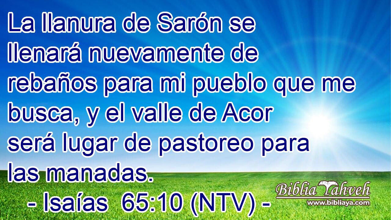 La llanura de Sarón se llenará nuevamente de rebaños para mi pueblo que me busca, y el valle de Acor será lugar de pastoreo para las manadas.