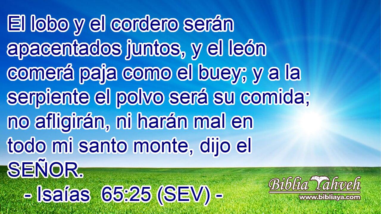 El lobo y el cordero serán apacentados juntos, y el león comerá paja como el buey; y a la serpiente el polvo será su comida; no afligirán, ni harán mal en todo mi santo monte, dijo el SEÑOR.