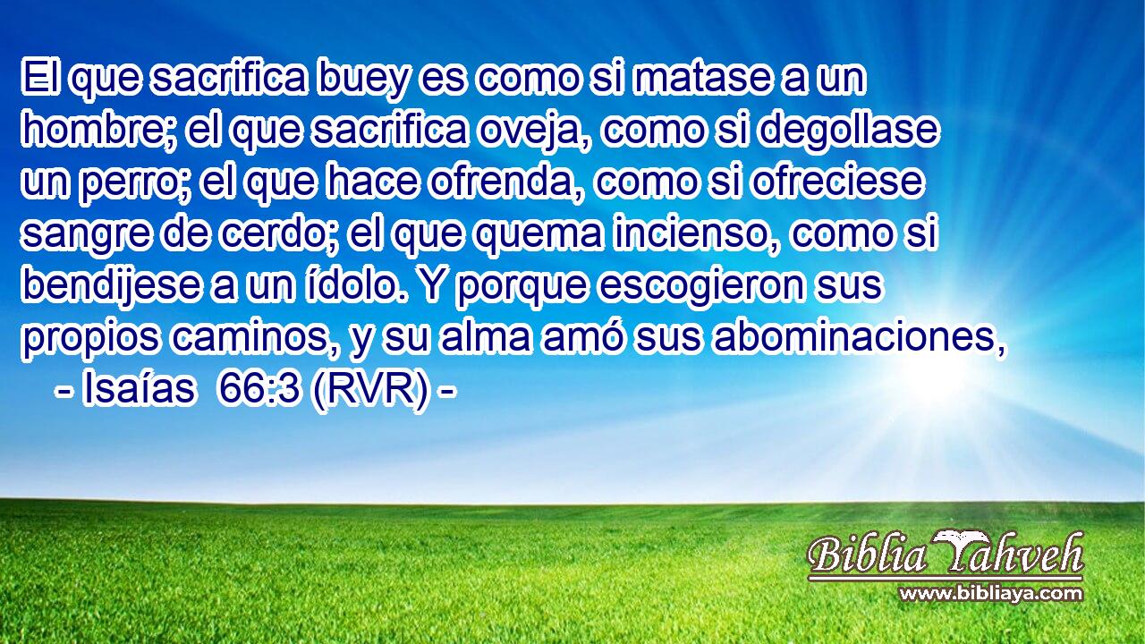 El que sacrifica buey es como si matase a un hombre; el que sacrifica oveja, como si degollase un perro; el que hace ofrenda, como si ofreciese sangre de cerdo; el que quema incienso, como si bendijese a un ídolo. Y porque escogieron sus propios caminos, y su alma amó sus abominaciones,