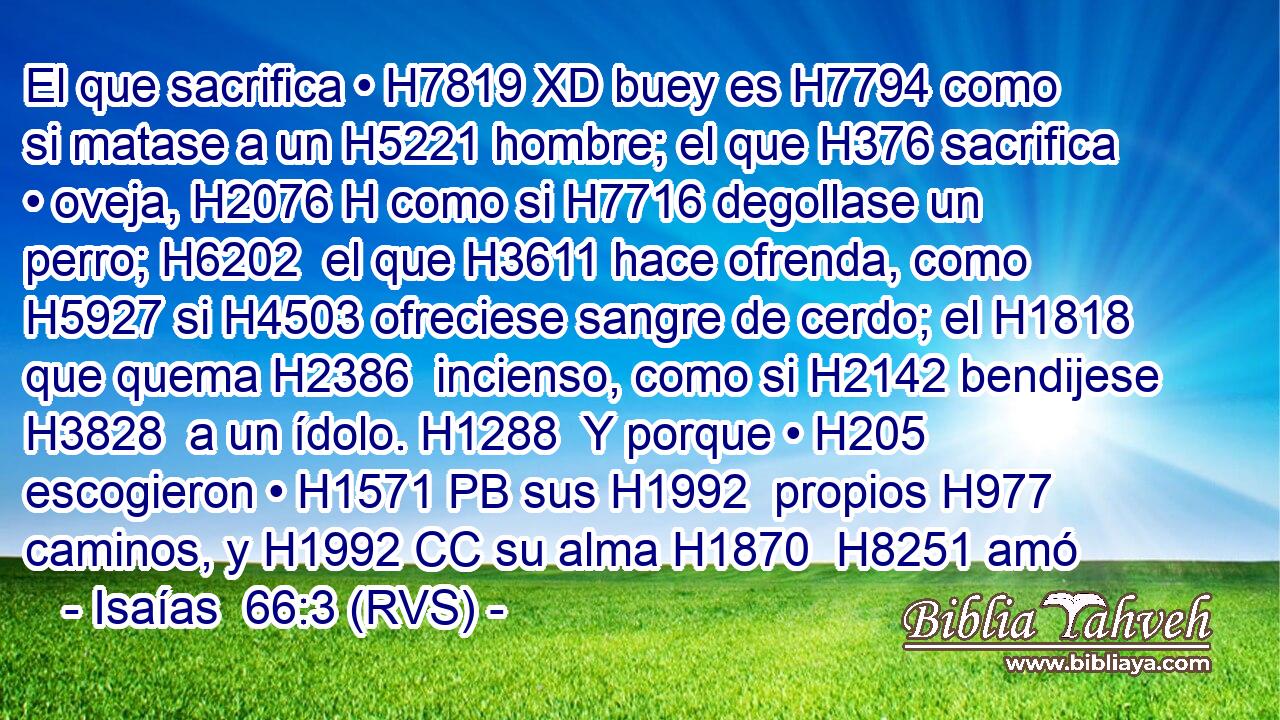 El que sacrifica • H7819 XD buey es H7794 como si matase a un H5221 hombre; el que H376 sacrifica • oveja, H2076 H como si H7716 degollase un perro; H6202  el que H3611 hace ofrenda, como H5927 si H4503 ofreciese sangre de cerdo; el H1818 que quema H2386  incienso, como si H2142 bendijese H3828  a un ídolo. H1288  Y porque • H205  escogieron • H1571 PB sus H1992  propios H977 caminos, y H1992 CC su alma H1870  H8251 amó 