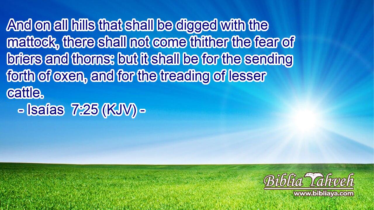And on all hills that shall be digged with the mattock, there shall not come thither the fear of briers and thorns: but it shall be for the sending forth of oxen, and for the treading of lesser cattle.
