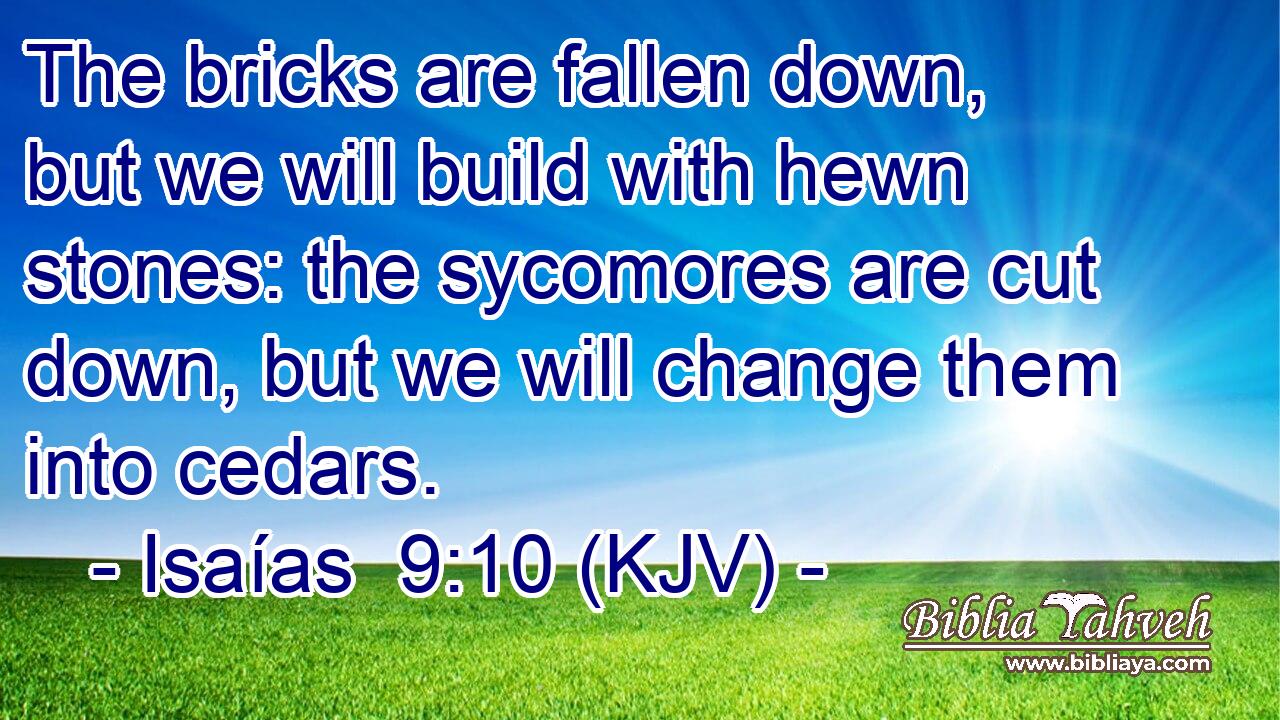 The bricks are fallen down, but we will build with hewn stones: the sycomores are cut down, but we will change them into cedars.