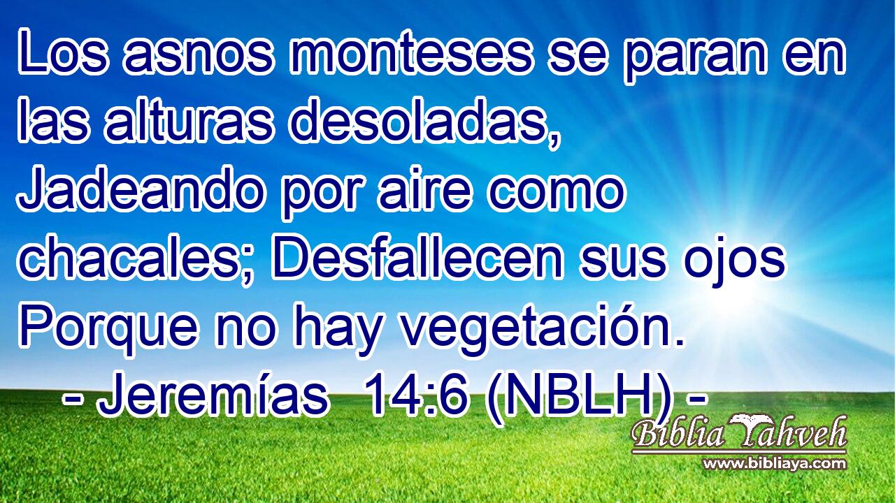  Los asnos monteses se paran en las alturas desoladas, Jadeando por aire como chacales; Desfallecen sus ojos Porque no hay vegetación. 