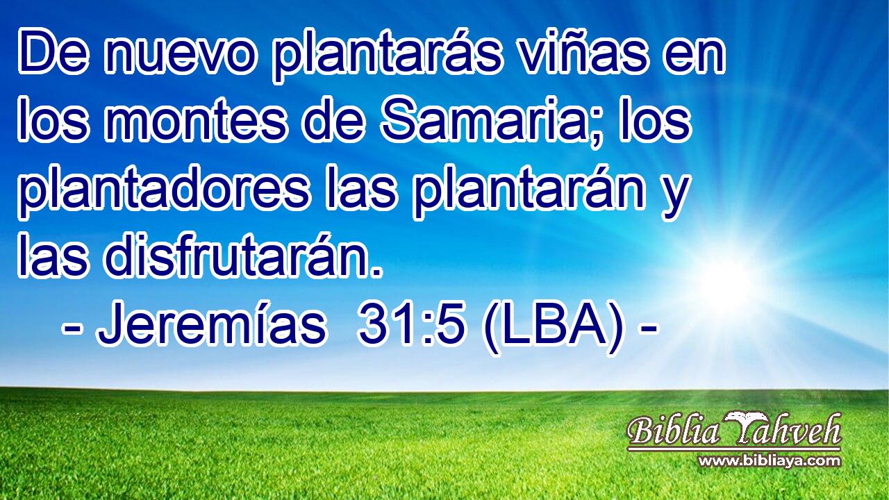 De nuevo plantarás viñas en los montes de Samaria; los plantadores las plantarán y las disfrutarán.