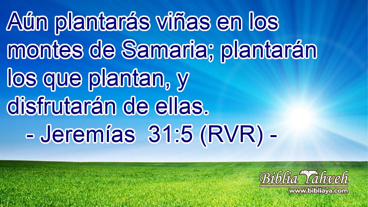 Aún plantarás viñas en los montes de Samaria; plantarán los que plantan, y disfrutarán de ellas.