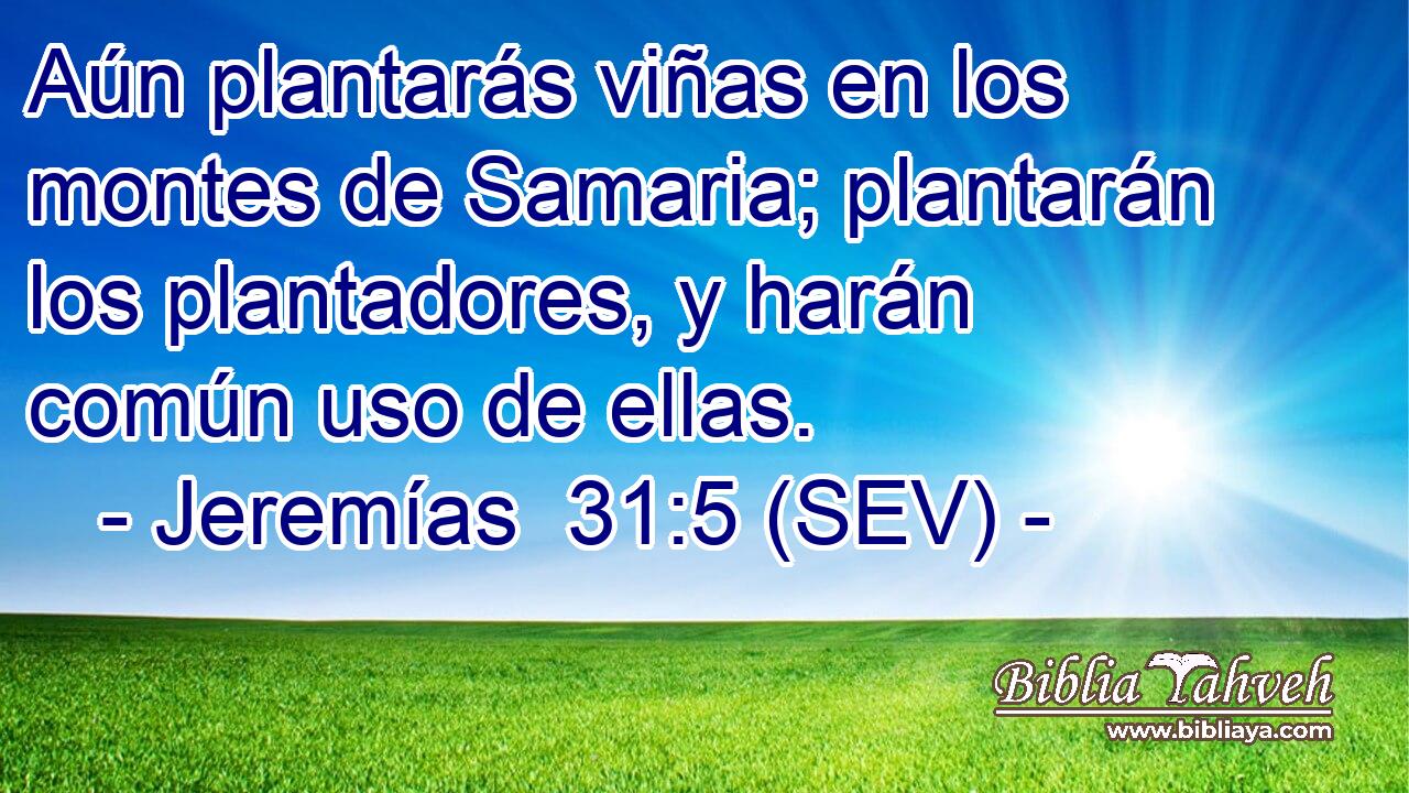 Aún plantarás viñas en los montes de Samaria; plantarán los plantadores, y harán común uso de ellas.