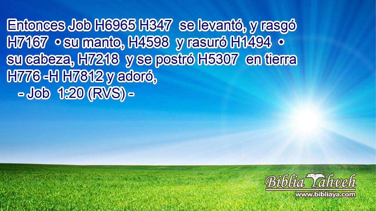 Entonces Job H6965 H347  se levantó, y rasgó H7167  • su manto, H4598  y rasuró H1494  • su cabeza, H7218  y se postró H5307  en tierra H776 -H H7812 y adoró, 