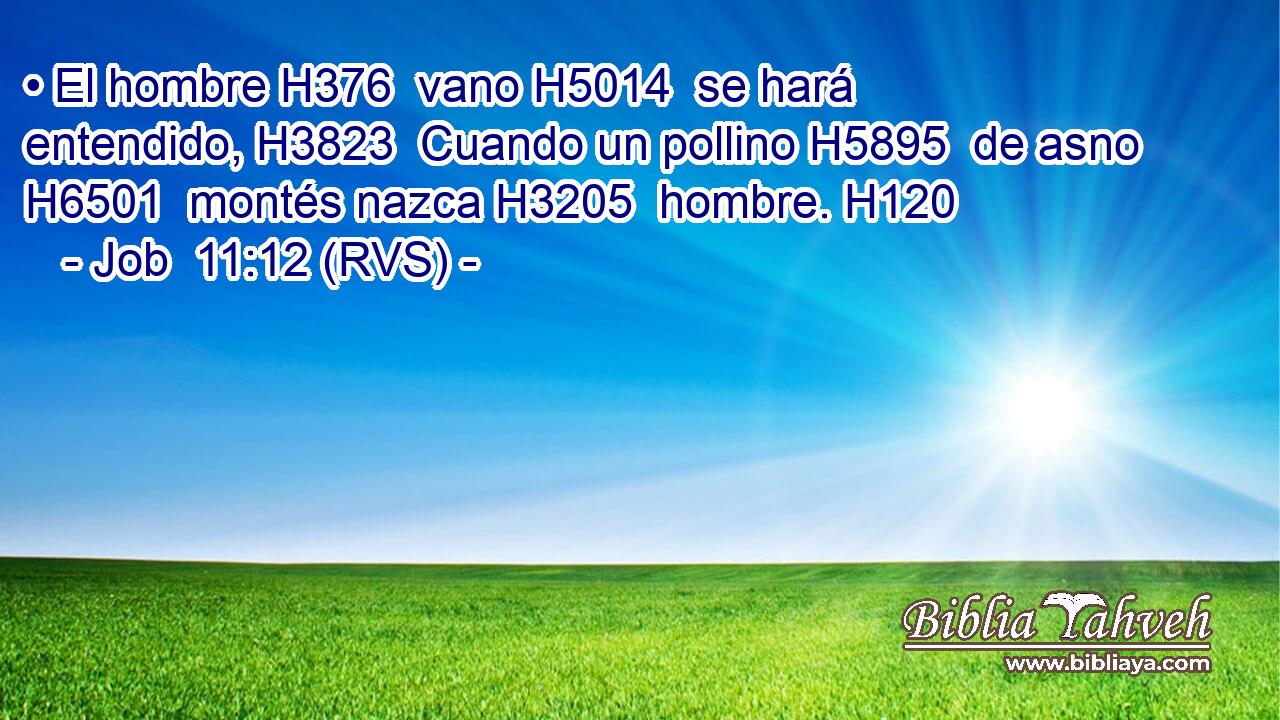 • El hombre H376  vano H5014  se hará entendido, H3823  Cuando un pollino H5895  de asno H6501  montés nazca H3205  hombre. H120  