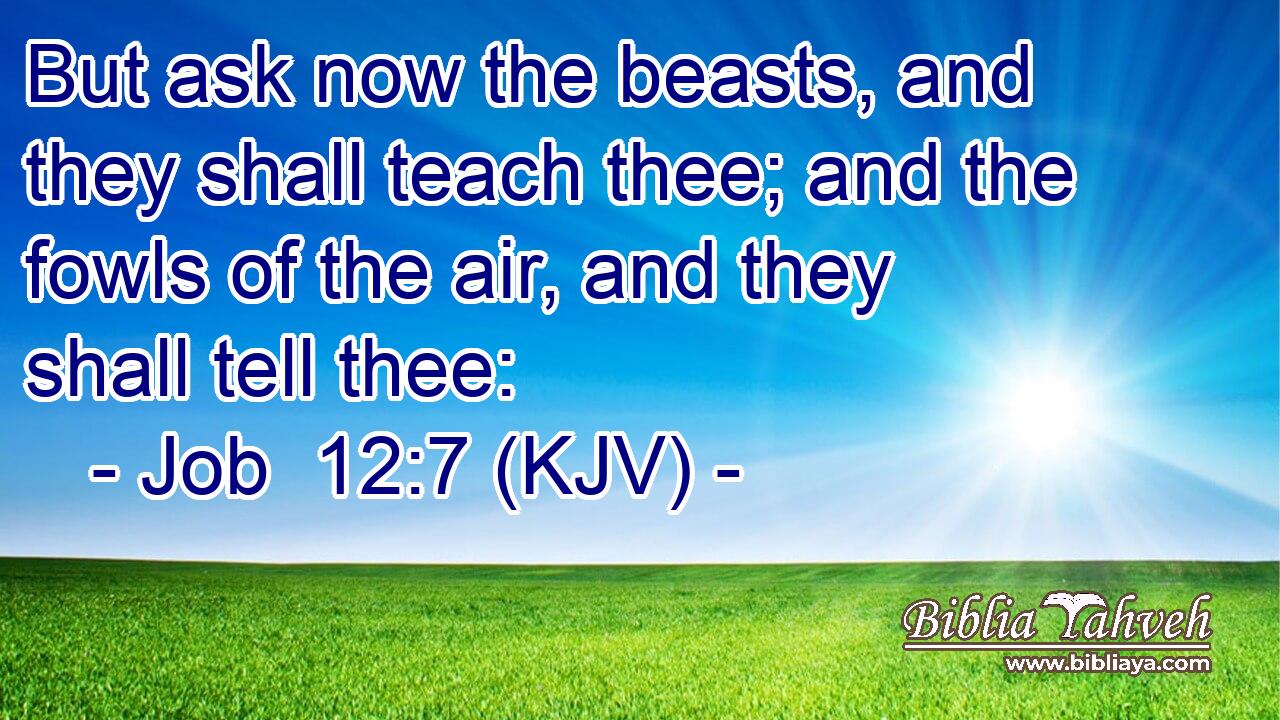 But ask now the beasts, and they shall teach thee; and the fowls of the air, and they shall tell thee:
