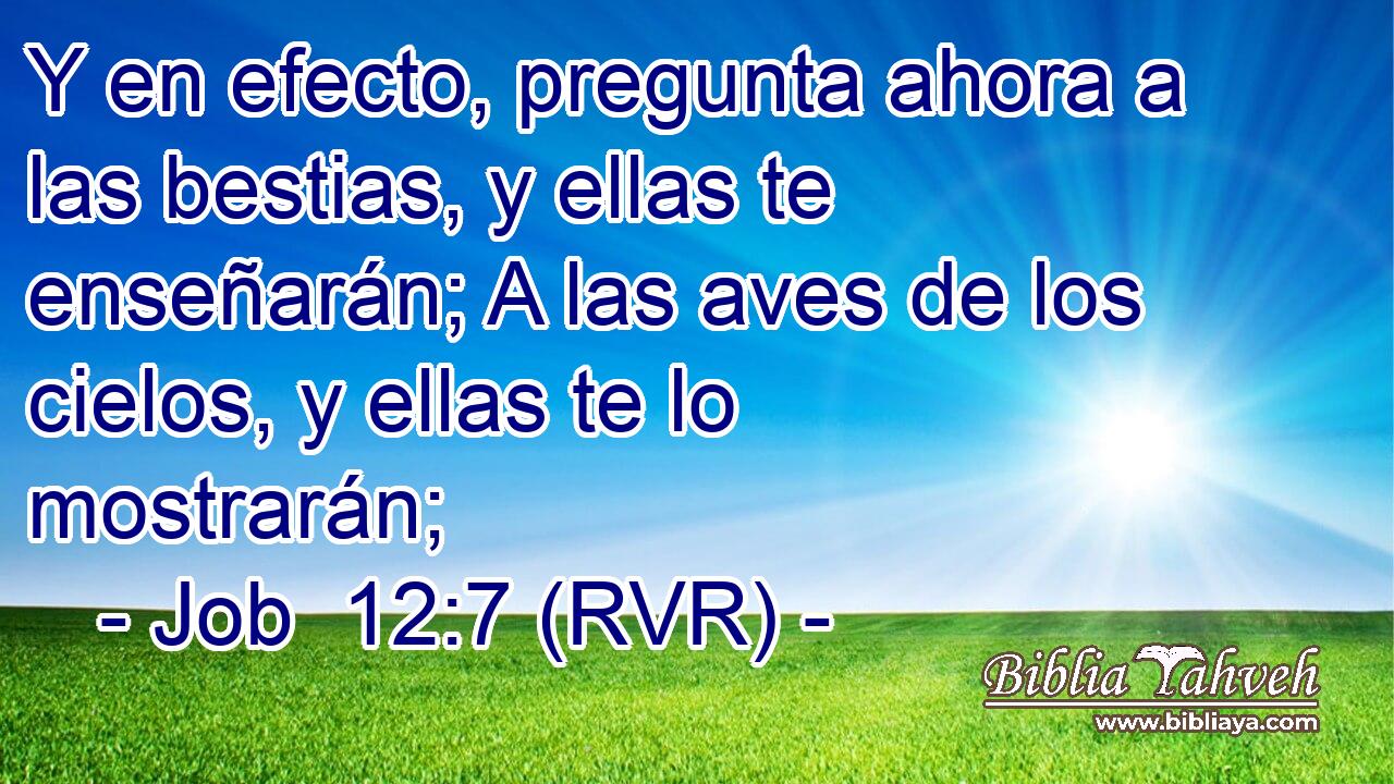 Y en efecto, pregunta ahora a las bestias, y ellas te enseñarán; A las aves de los cielos, y ellas te lo mostrarán;