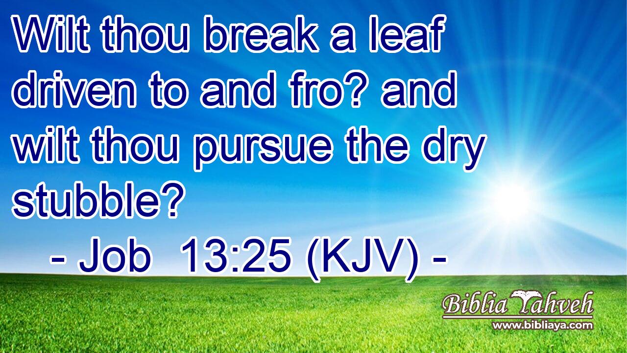 Wilt thou break a leaf driven to and fro? and wilt thou pursue the dry stubble?
