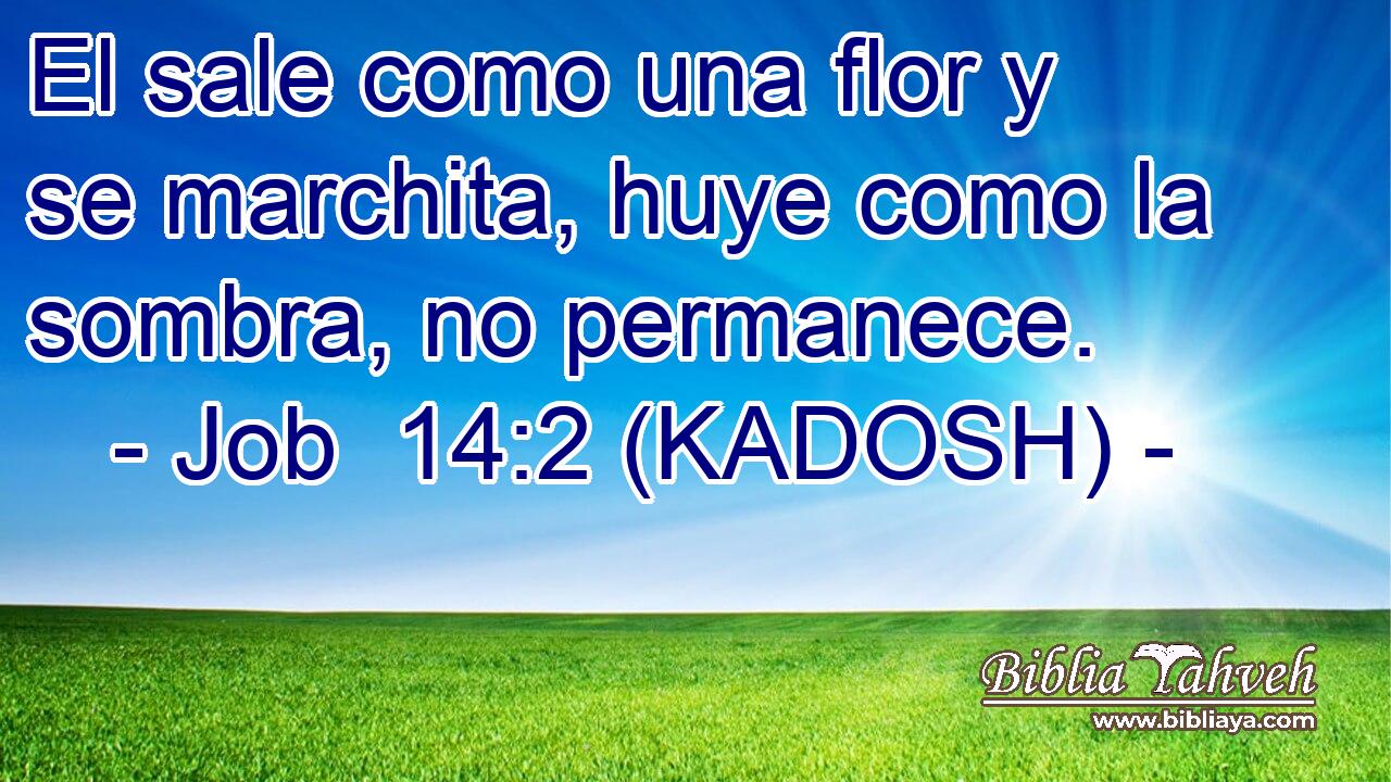  El sale como una flor y se marchita, huye como la sombra, no permanece. 
