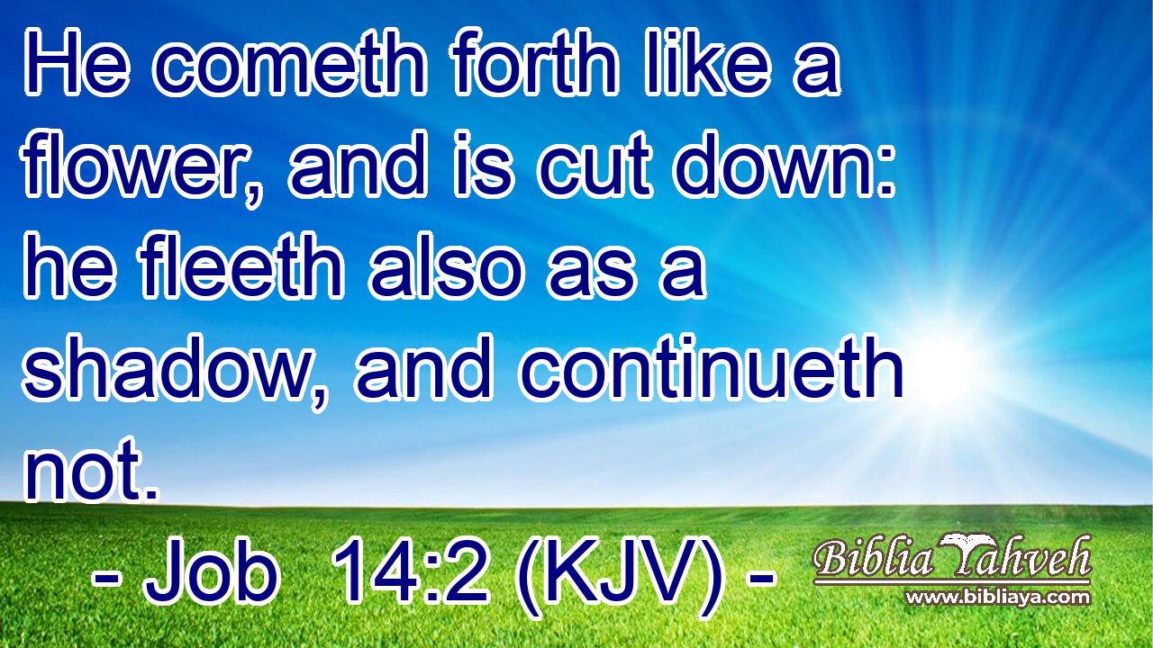 He cometh forth like a flower, and is cut down: he fleeth also as a shadow, and continueth not.