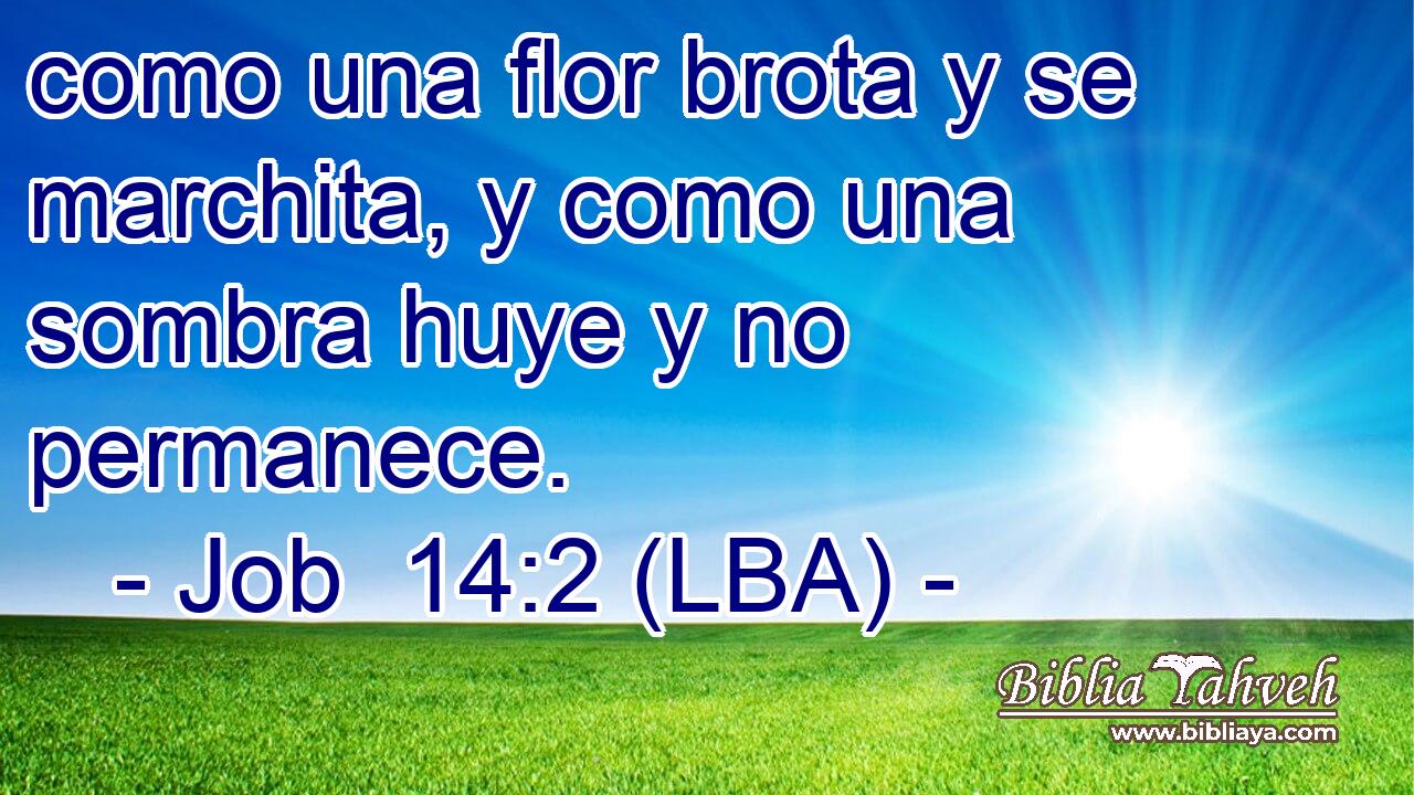 como una flor brota y se marchita, y como una sombra huye y no permanece.
