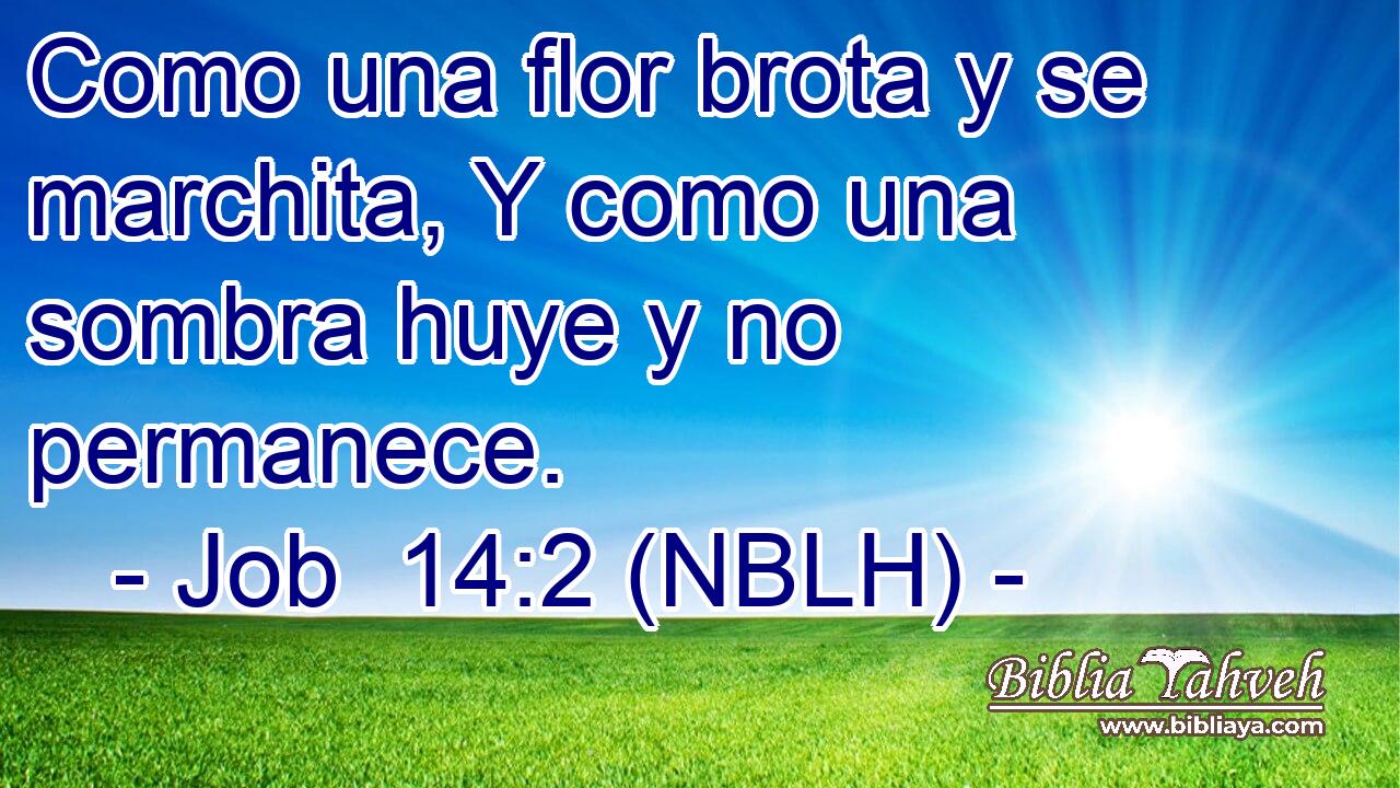  Como una flor brota y se marchita, Y como una sombra huye y no permanece. 
