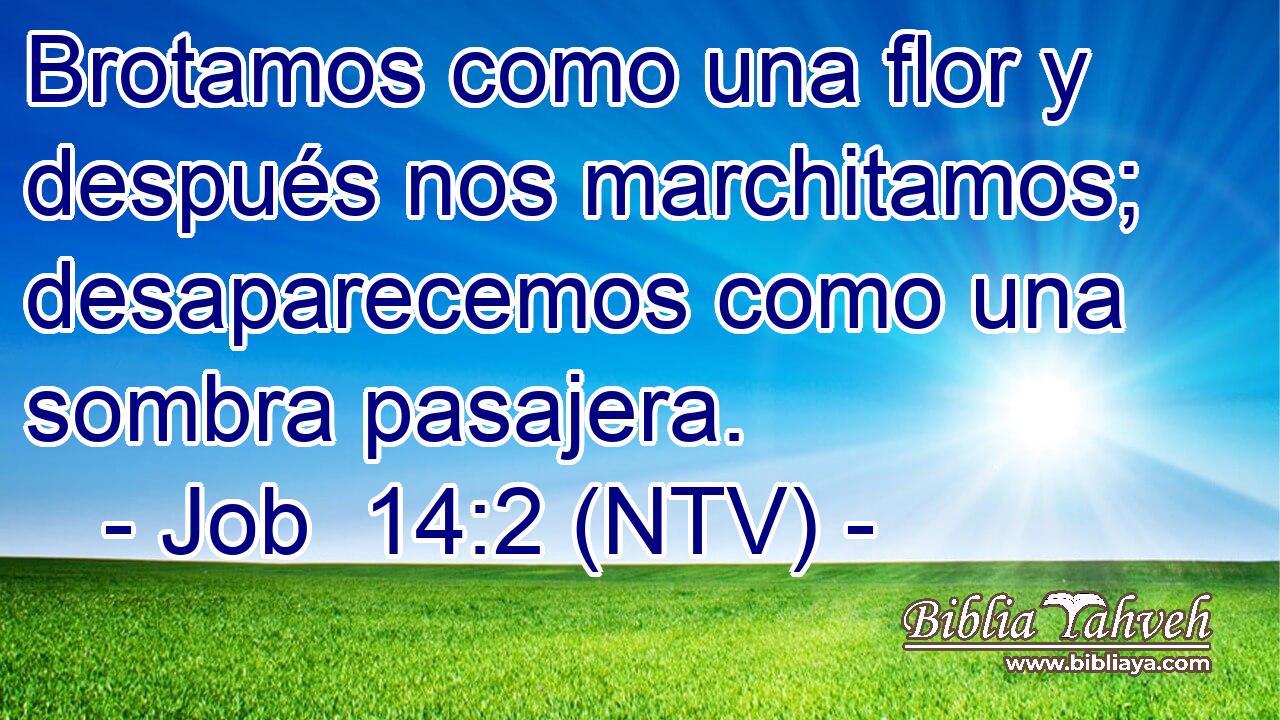 Brotamos como una flor y después nos marchitamos; desaparecemos como una sombra pasajera.