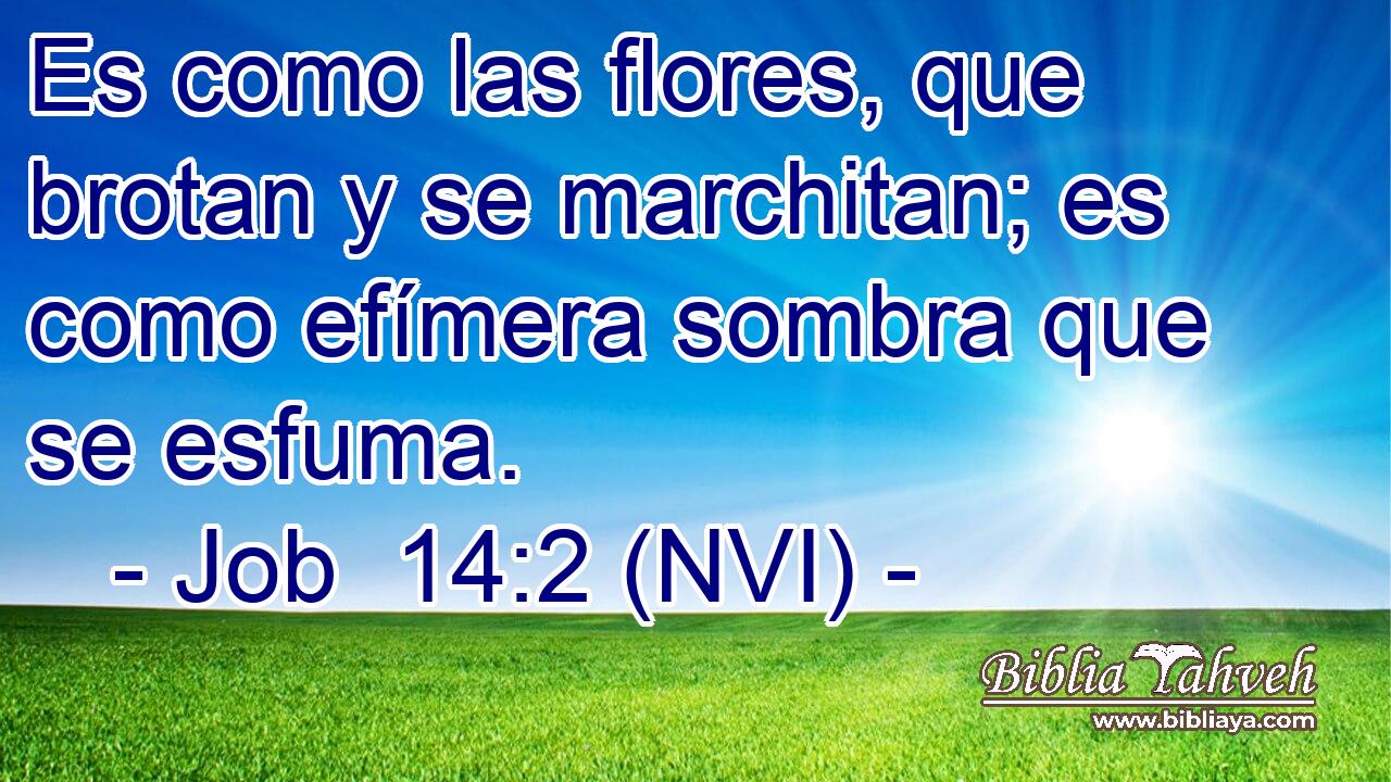  Es como las flores, que brotan y se marchitan; es como efímera sombra que se esfuma. 