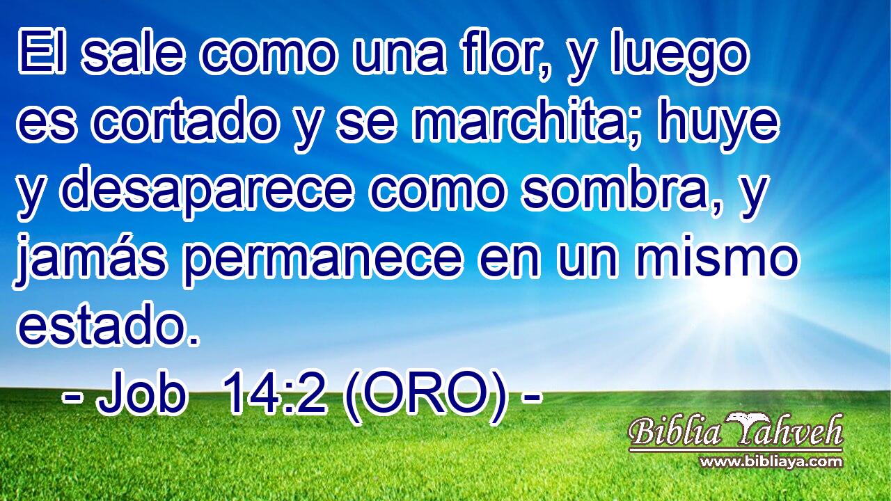  El sale como una flor, y luego es cortado y se marchita; huye y desaparece como sombra, y jamás permanece en un mismo estado. 