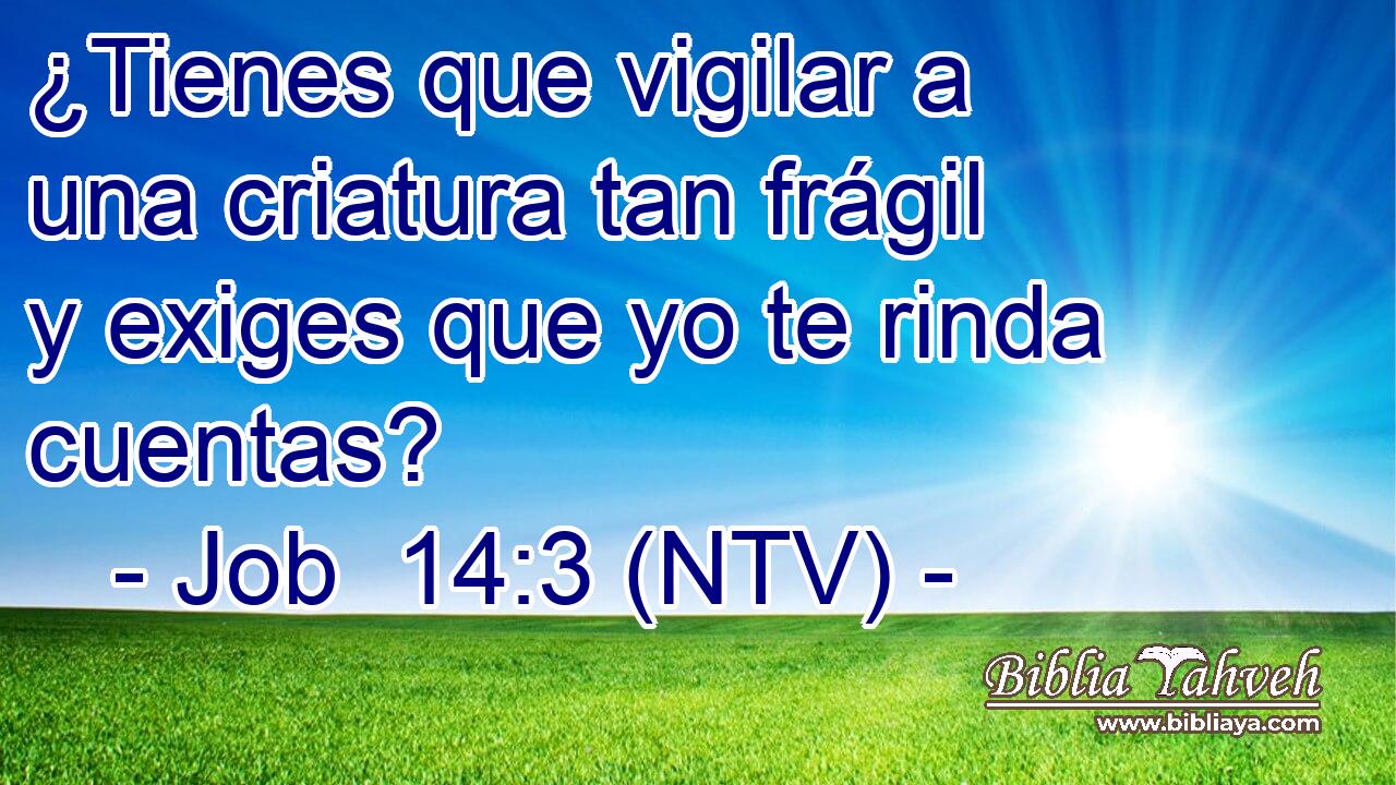 ¿Tienes que vigilar a una criatura tan frágil y exiges que yo te rinda cuentas?
