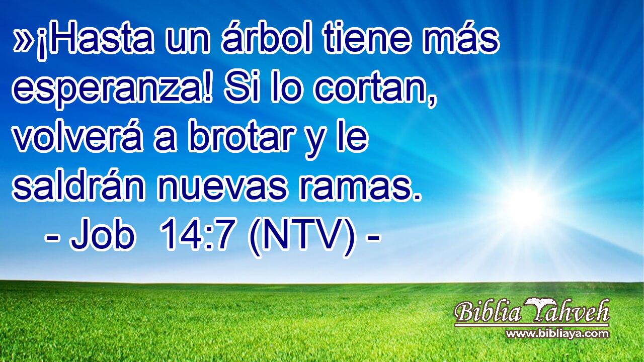 »¡Hasta un árbol tiene más esperanza! Si lo cortan, volverá a brotar y le saldrán nuevas ramas.