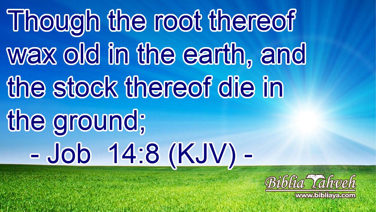Though the root thereof wax old in the earth, and the stock thereof die in the ground;