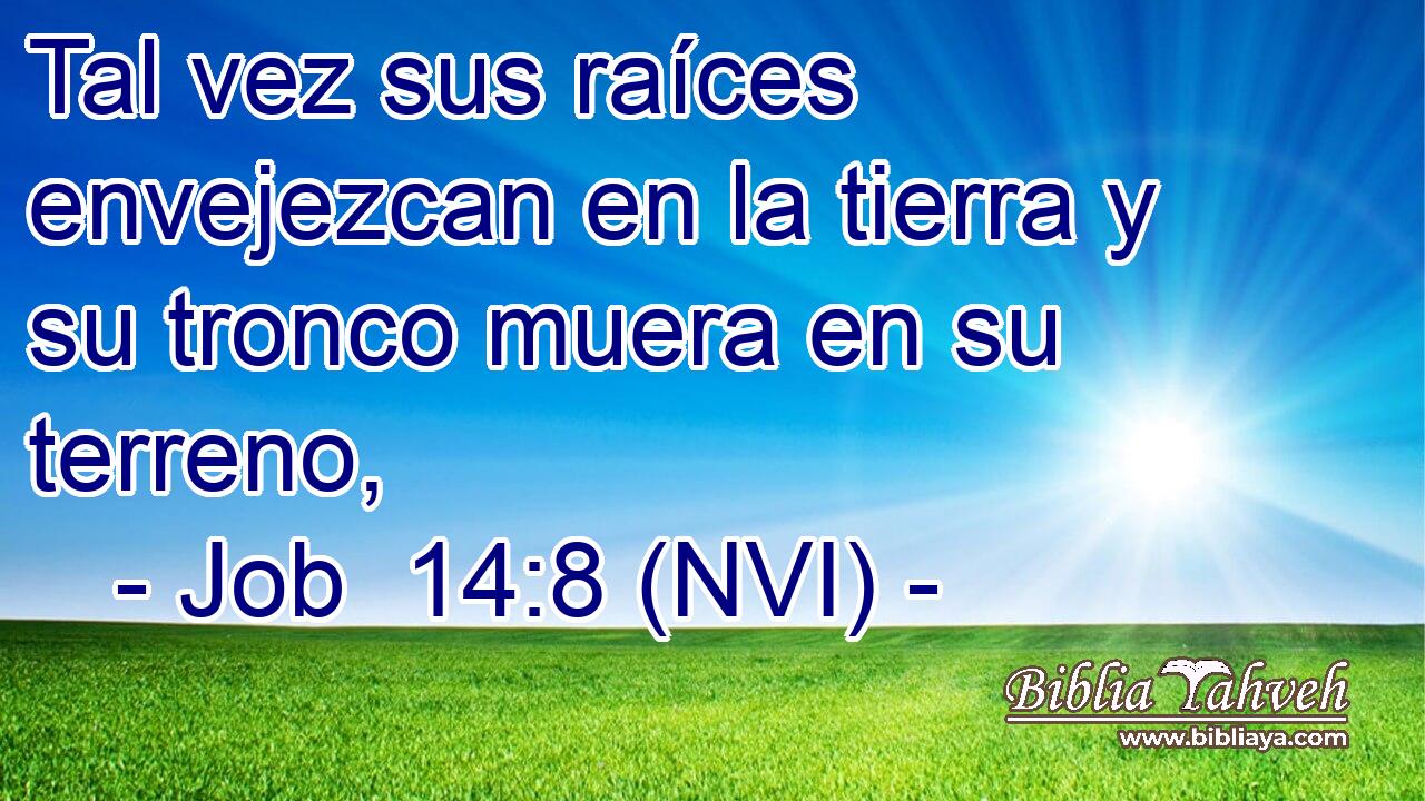  Tal vez sus raíces envejezcan en la tierra y su tronco muera en su terreno, 