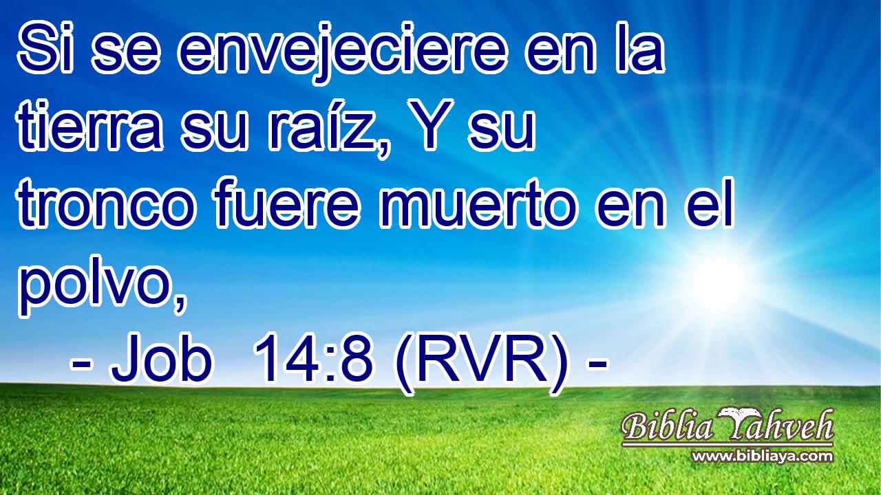 Si se envejeciere en la tierra su raíz, Y su tronco fuere muerto en el polvo,