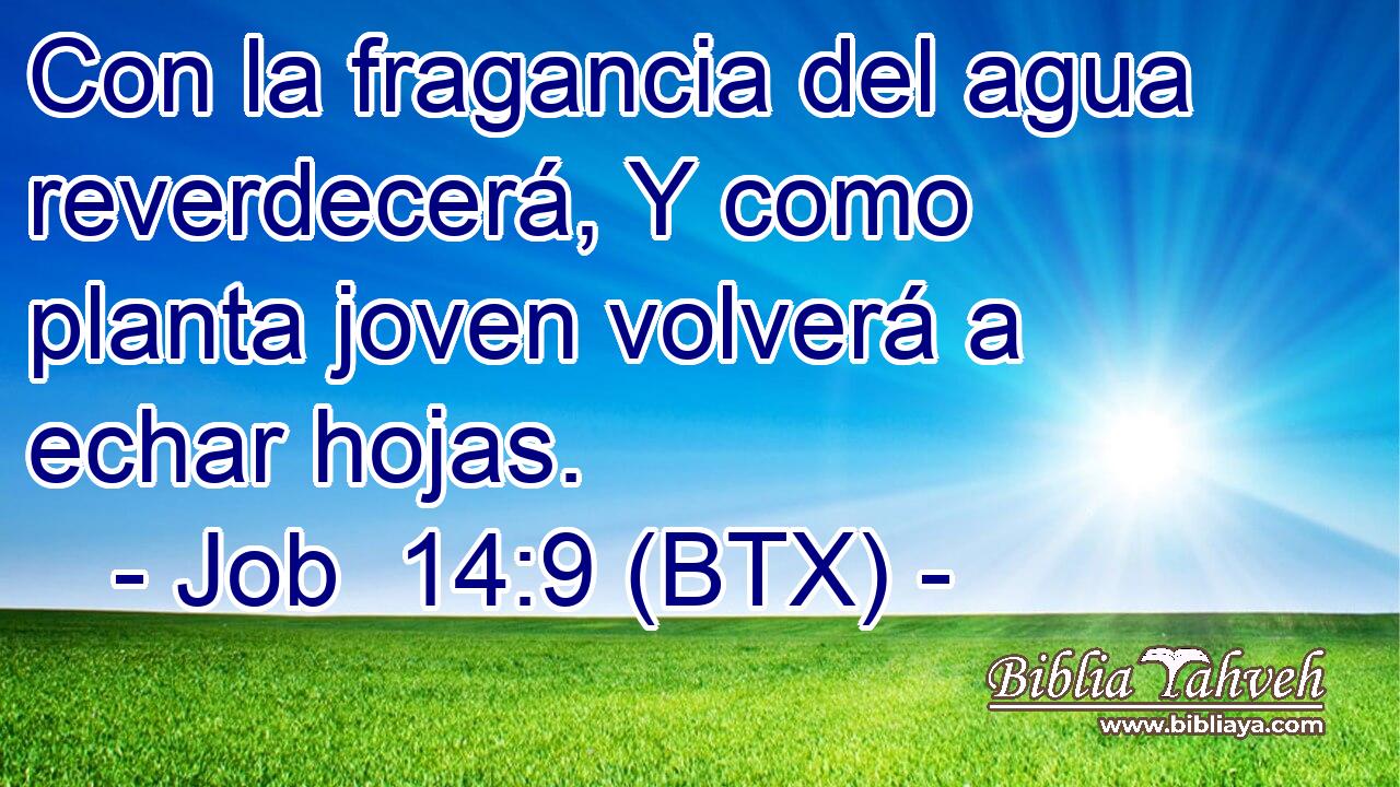 Con la fragancia del agua reverdecerá, Y como planta joven volverá a echar hojas.