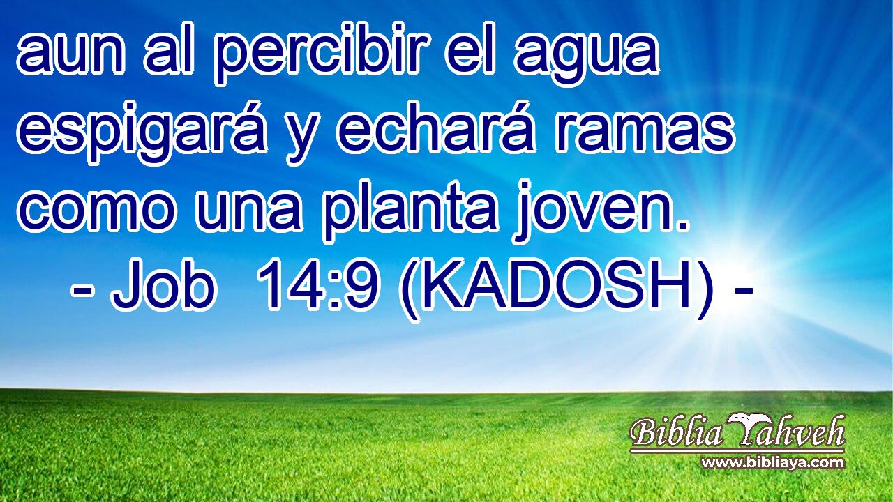  aun al percibir el agua espigará y echará ramas como una planta joven. 