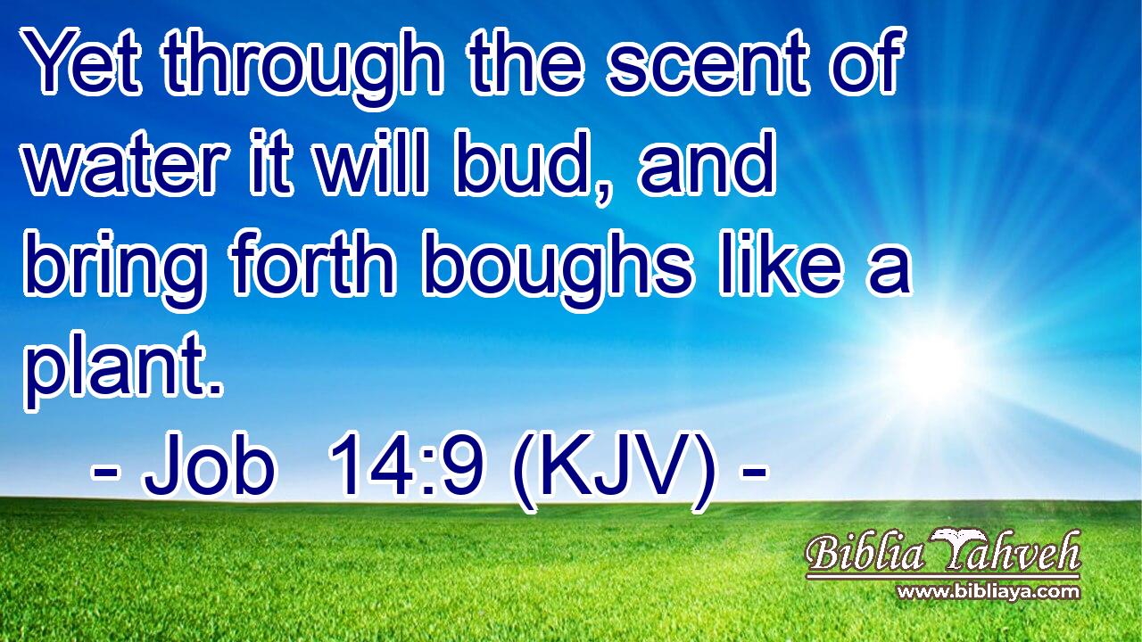 Yet through the scent of water it will bud, and bring forth boughs like a plant.