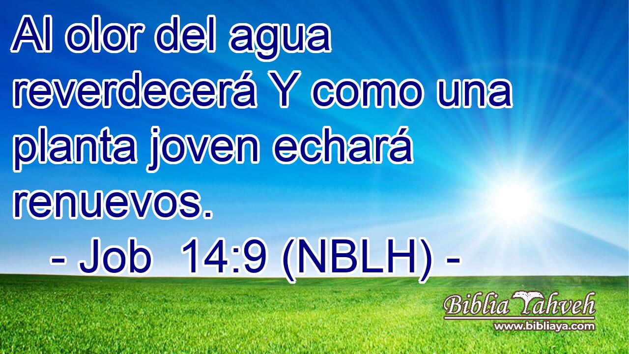  Al olor del agua reverdecerá Y como una planta joven echará renuevos. 