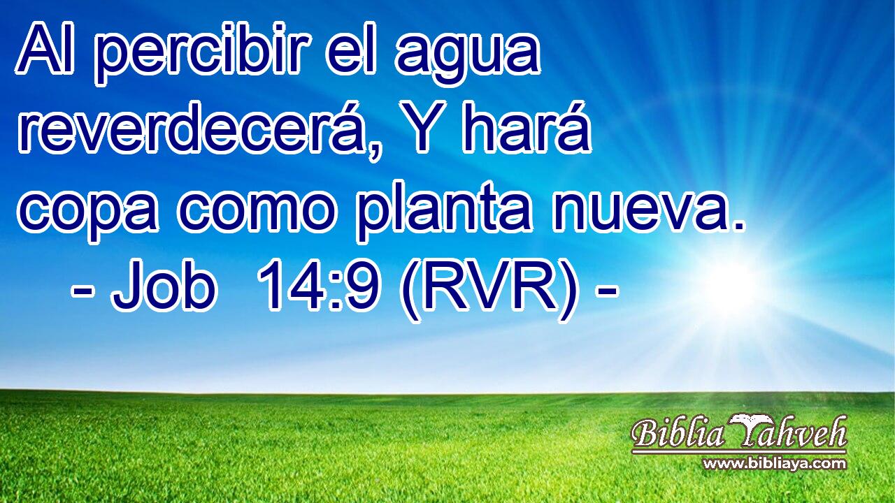 Al percibir el agua reverdecerá, Y hará copa como planta nueva.