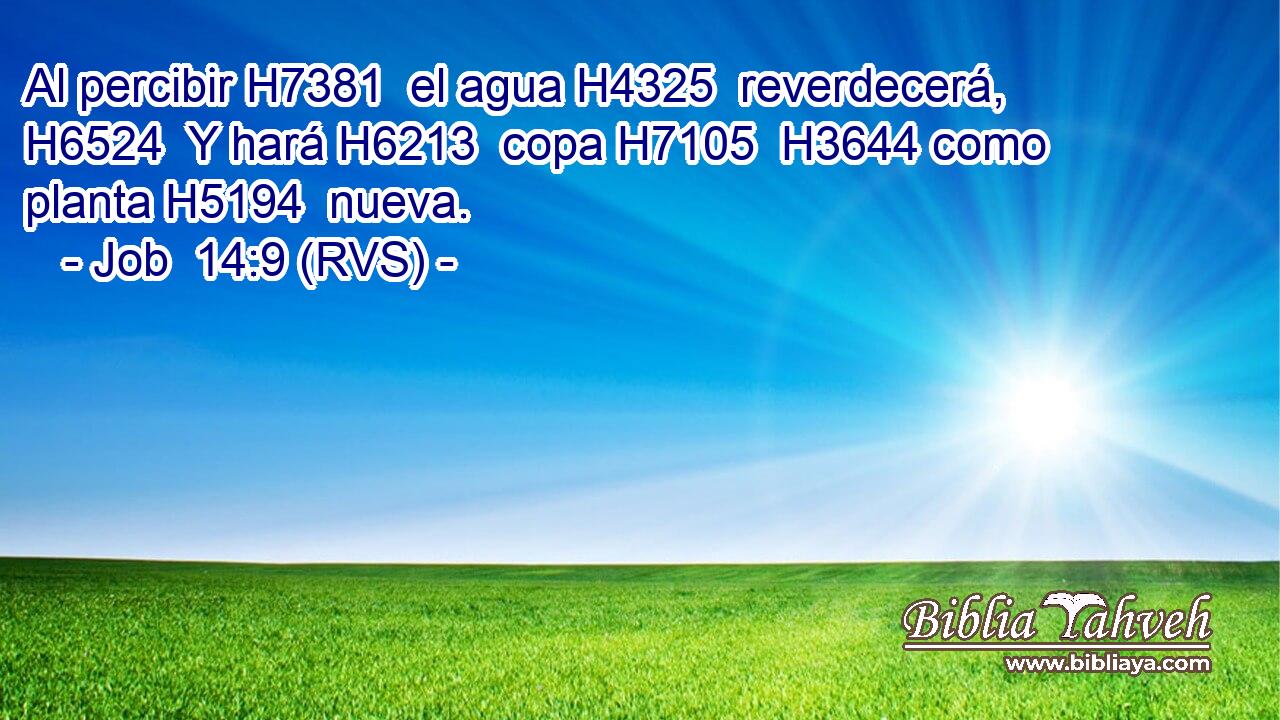 Al percibir H7381  el agua H4325  reverdecerá, H6524  Y hará H6213  copa H7105  H3644 como planta H5194  nueva. 