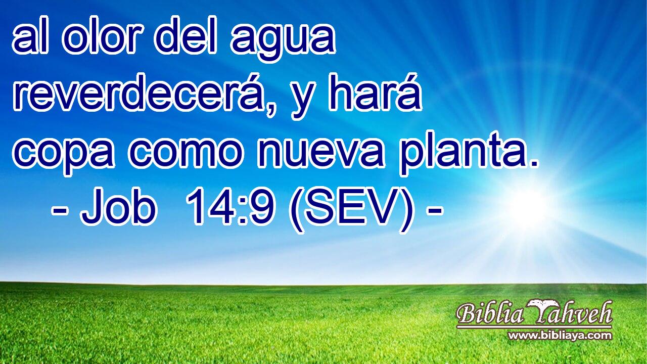 al olor del agua reverdecerá, y hará copa como nueva planta.