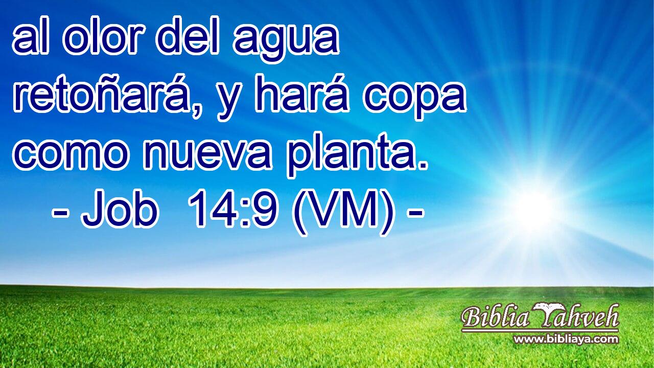  al olor del agua retoñará, y hará copa como nueva planta. 